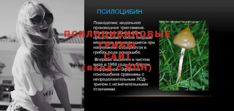 Псилоцибиновые грибы Psilocybe  kraken   Ковылкино  купить  